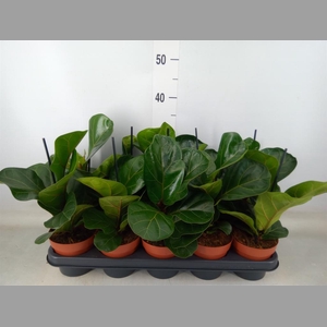 Ficus lyrata 'Bambino'