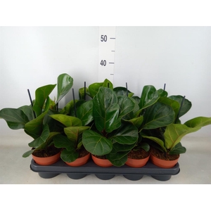 Ficus lyrata 'Bambino'