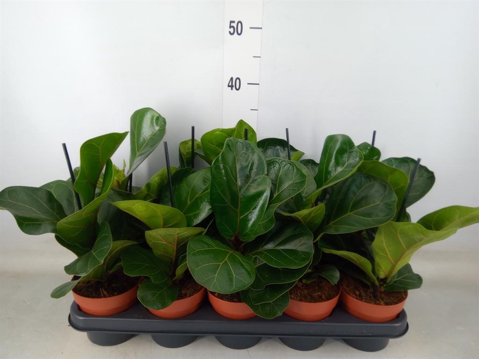 <h4>Ficus lyrata 'Bambino'</h4>