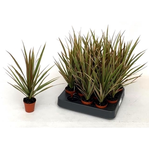 Dracaena Bicolor 5,5Ø 30cm 1pp