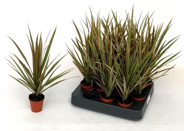 Dracaena Bicolor 5,5Ø 30cm 1pp