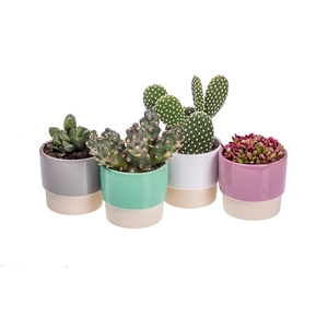 BICOLOR CERAMIC POT Ø 8 - MIX CACTUS AND SUCCULENTS IN A ROW (CACTUS EN SUCCULENTEN)