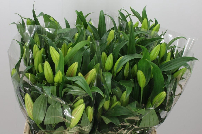 <h4>Li Ot Forever</h4>