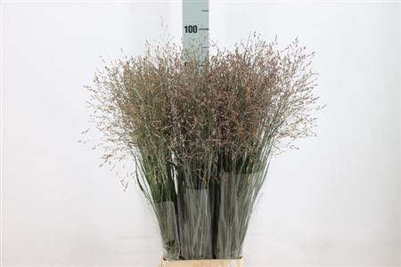 <h4>Siergras Heavy Metal Red</h4>