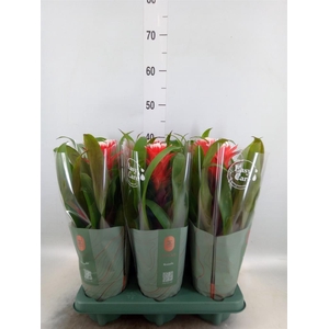 Guzmania  'Hope'