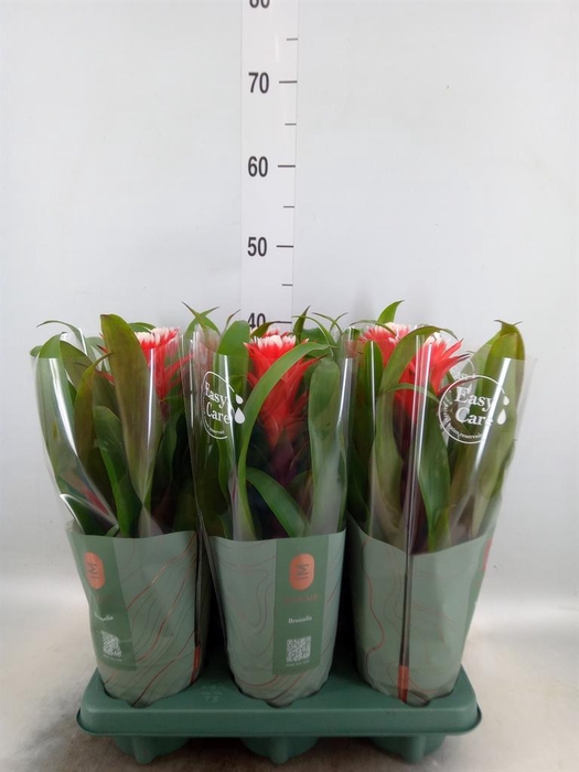 <h4>Guzmania  'Hope'</h4>