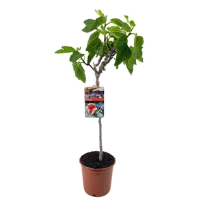 Ficus carica