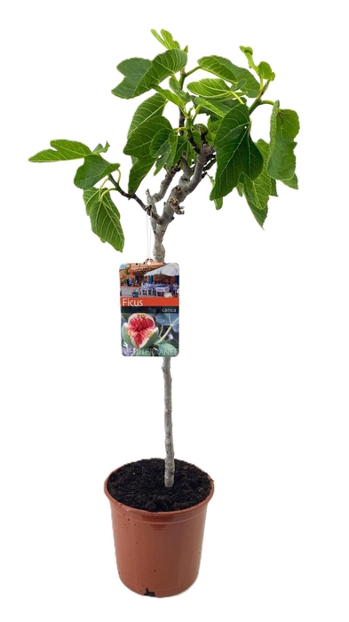 <h4>Ficus carica</h4>