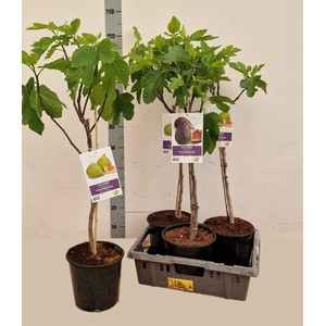 FICUS CARICA