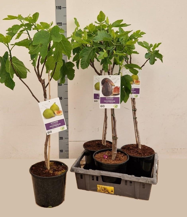<h4>FICUS CARICA</h4>