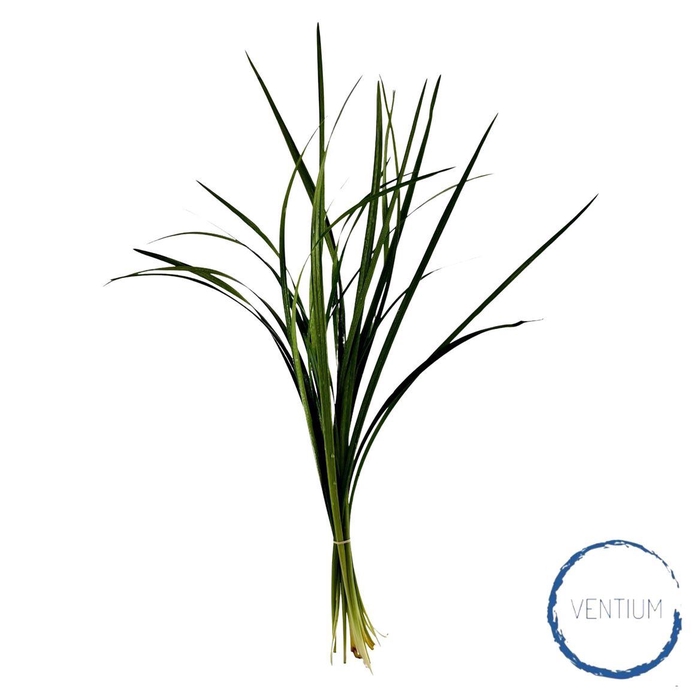 Lillygrass Ventium 80cm
