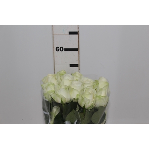 ROSA ADVANCE 050 CM