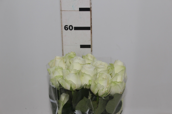 <h4>ROSA ADVANCE 050 CM</h4>