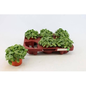 FITT VERSCHAFFELTII WHITE P10.5