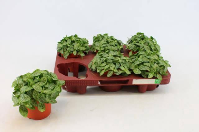 <h4>FITT VERSCHAFFELTII WHITE P10.5</h4>