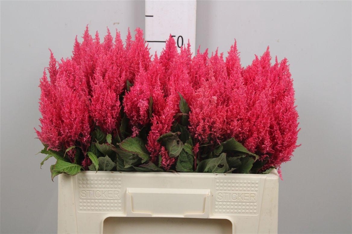 <h4>Cel P Cent Purp Rose</h4>