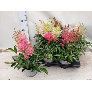 ASTILB CHINENSIS