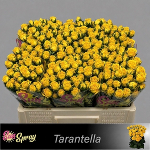 R TR TARANTELLA