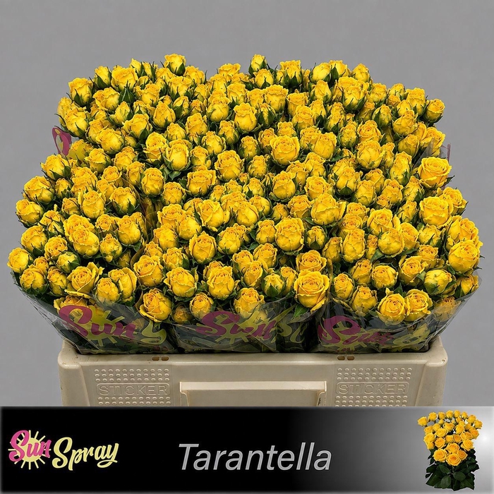 <h4>R TR TARANTELLA</h4>