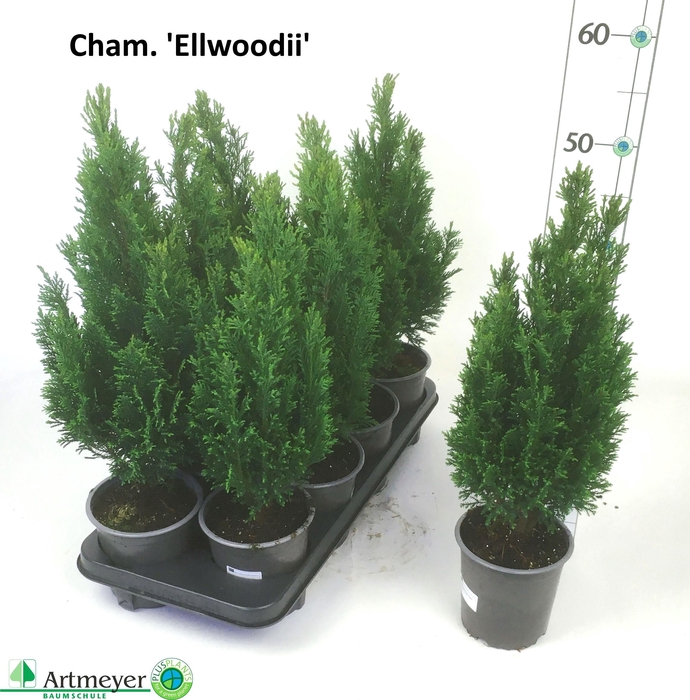 <h4>CHAM L ELLWOODII</h4>