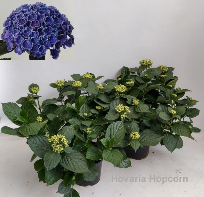 Hydrangea Hovaria Hopcorn