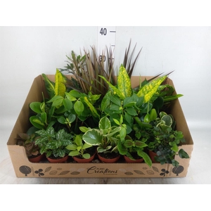 Planten Groen ...mix 24