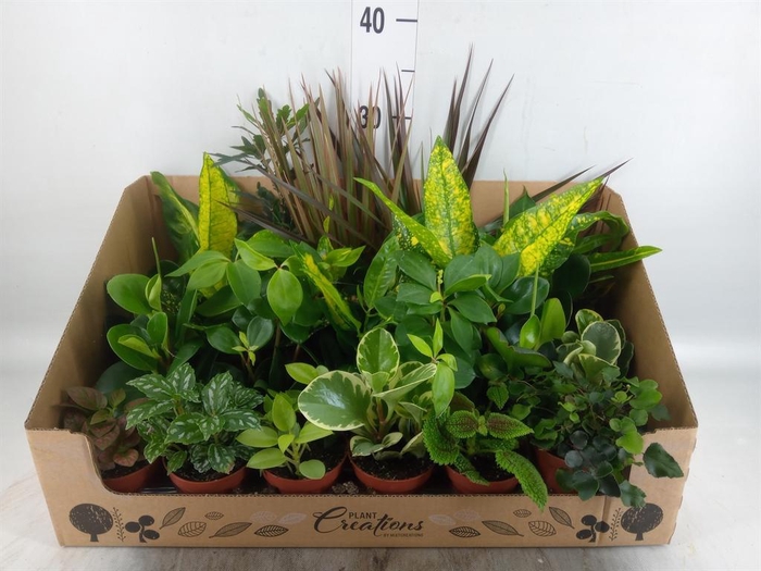 <h4>Planten Groen   ...mix 24</h4>
