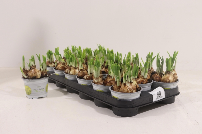 <h4>Narc O Tete A Tete</h4>