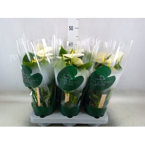 Anthurium andr. 'Samora'