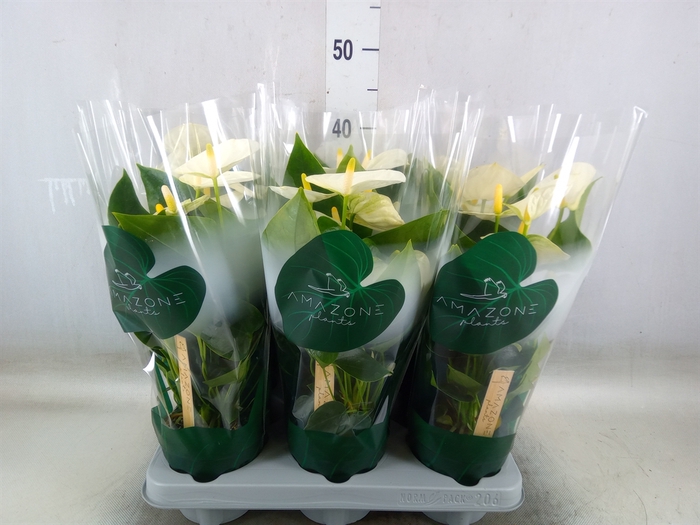 <h4>Anthurium andr. 'Samora'</h4>