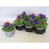 Viola Bellis 13 cm Deep Blue, Red