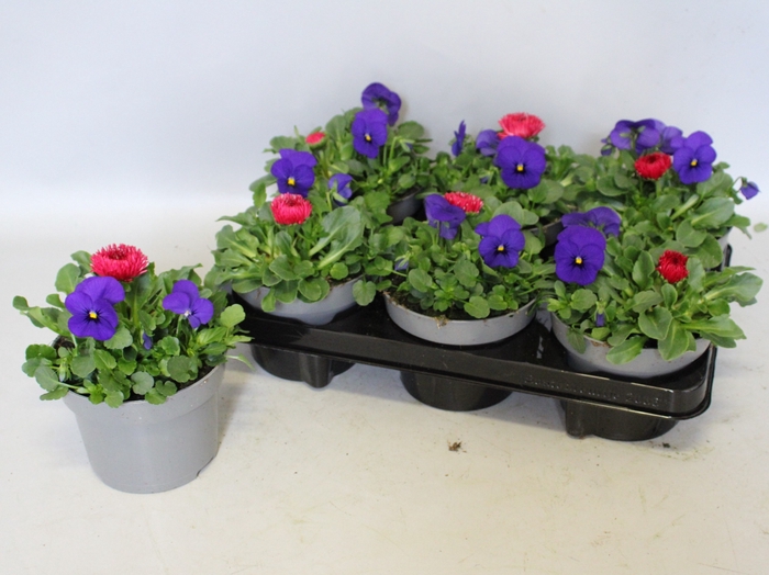 <h4>Viola Bellis 13 cm Deep Blue, Red</h4>