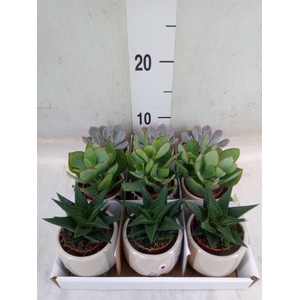 Succulents   ...