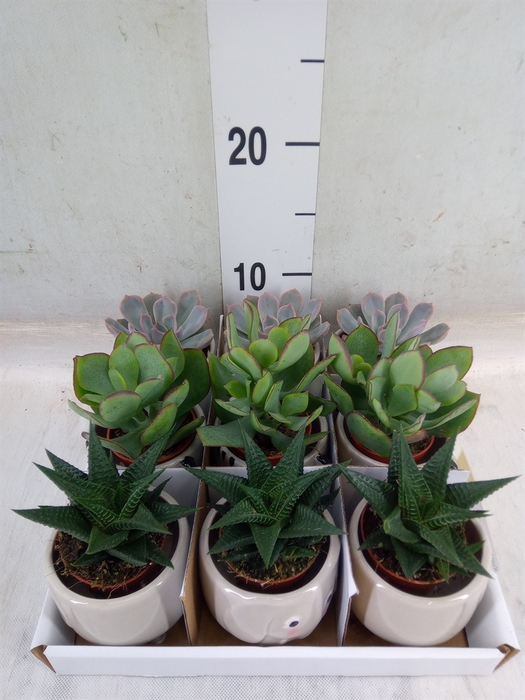 <h4>Succulents   ...</h4>
