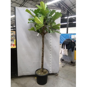Ficus lyrata