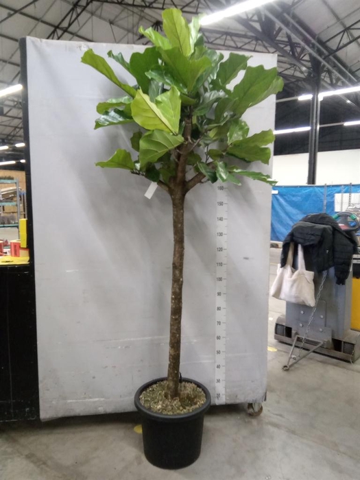 <h4>Ficus lyrata</h4>