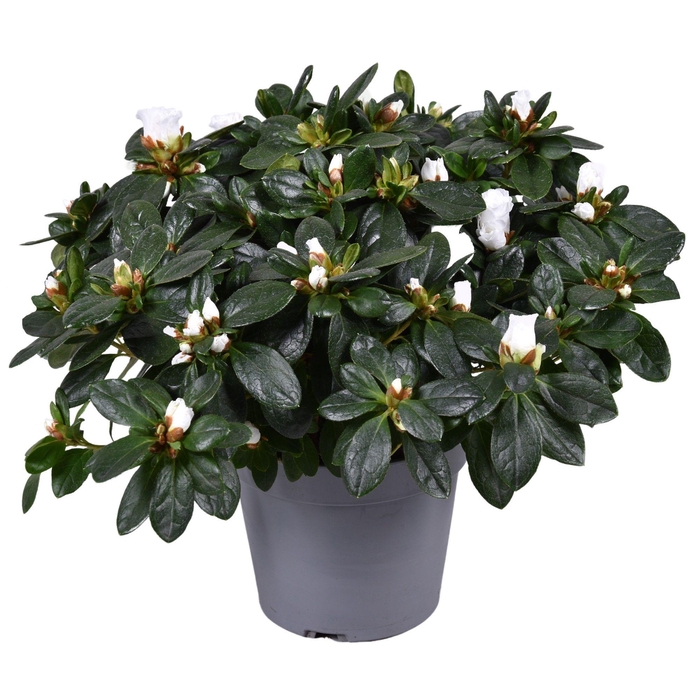 <h4>Azalea Vogel wit 14cm</h4>