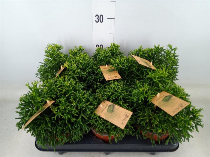 <h4>Rhipsalis   ...</h4>