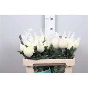 Chr G Vienna White