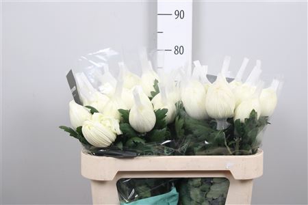 Chr G Vienna White