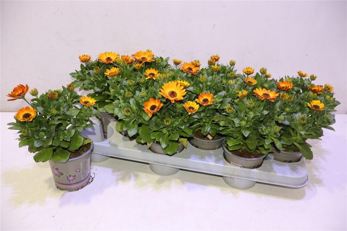 <h4>Osteo Ma Oran Flare</h4>