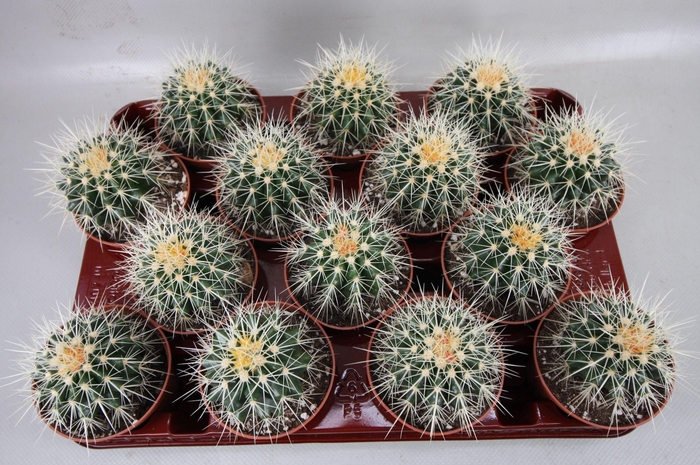 <h4>ECHINOC GRUSONII</h4>