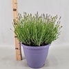 Lavandula angustifolia Essence Pur