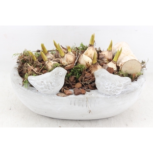 arr4 Muscari JS - Vogel ovaal x3