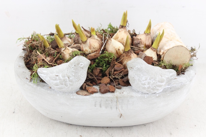 <h4>arr4 Muscari JS - Vogel ovaal x3</h4>