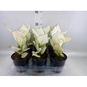 Aglaonema  'White Joy'