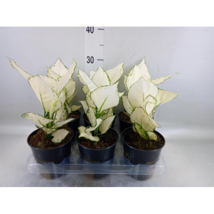 <h4>Aglaonema  'White Joy'</h4>