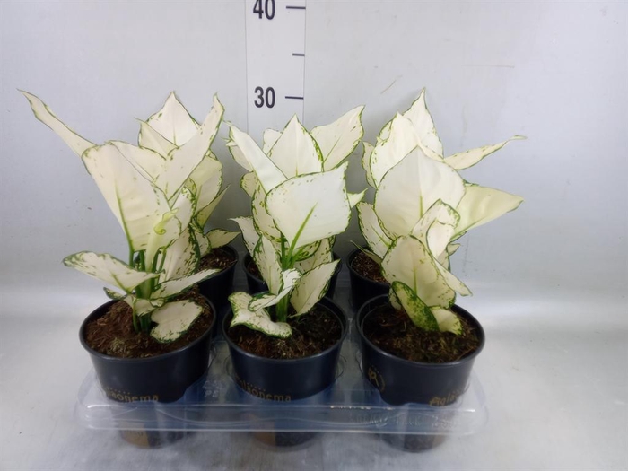 Aglaonema  'White Joy'