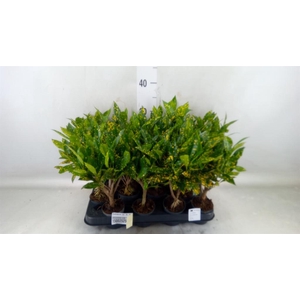 Codiaeum var. KL 'Gold Sun'