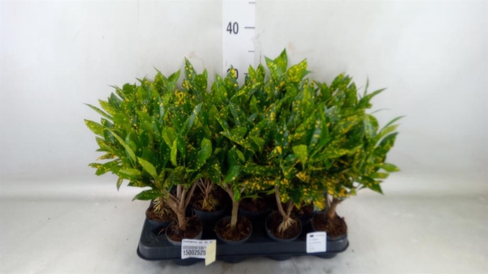 <h4>Codiaeum var. KL 'Gold Sun'</h4>